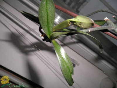 орхидея паутинный клещ