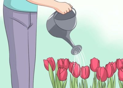 схема посадки тюльпанов