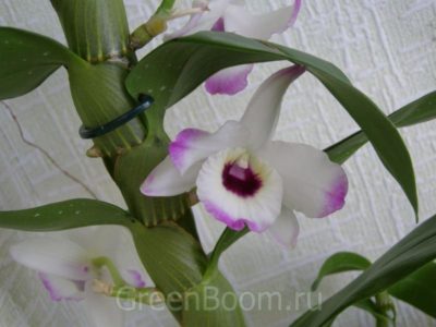орхидея дендробиум нобиле