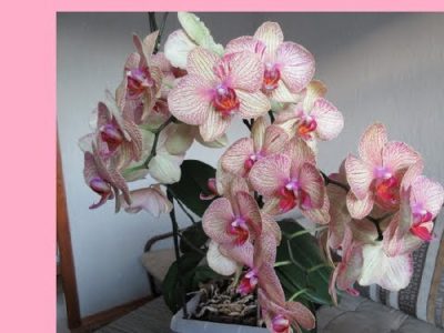 как часто цветет орхидея