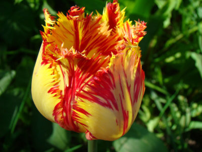 махровые тюльпаны сорта