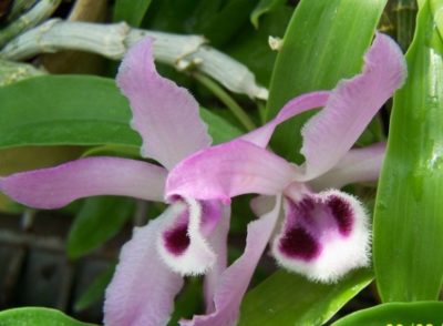 виды орхидей дендробиум