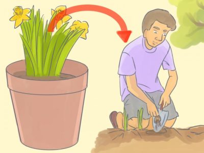 можно ли посадить тюльпаны весной и зацветут ли они