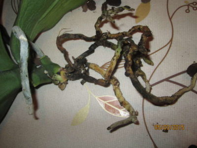 размножение орхидей цитокининовой пастой