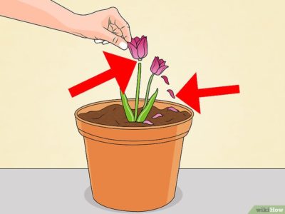 что делать чтобы тюльпаны не распускались