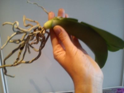 как оживить орхидею фаленопсис