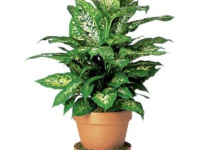комнатное растение с большими зелеными листьями