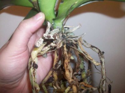 что делать если у орхидеи сохнут корни