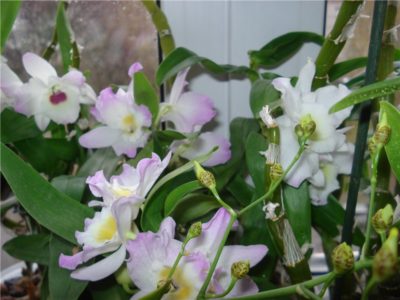 орхидея дендробиум нобиле