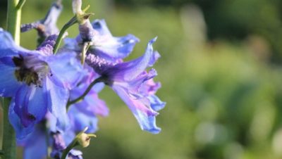 растение синюха голубая