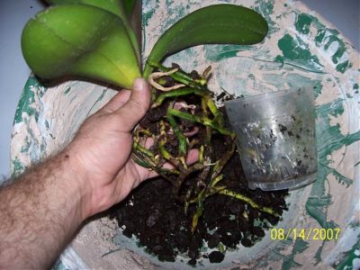 как поливать орхидею в домашних условиях