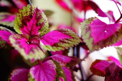 комнатное растение с бордовыми листьями