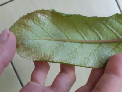 размножение стрептокарпуса листом