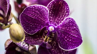 какого цвета бывают орхидеи