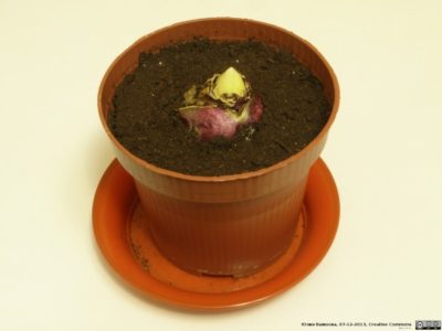 как сохранить луковицы лилий до весны в домашних условиях