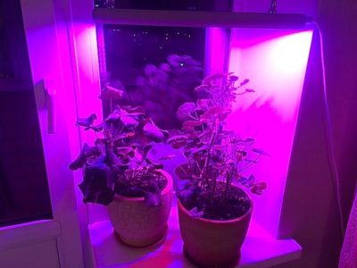освещение для комнатных растений