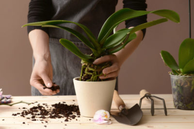 как покрасить орхидею в домашних условиях