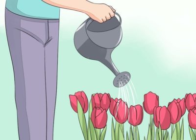 при какой температуре можно сажать тюльпаны