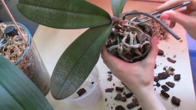 как посадить орхидею из отростка