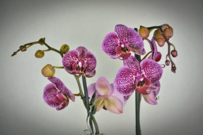 какого цвета бывают орхидеи