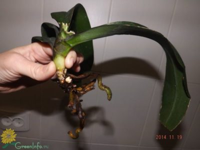 почему у орхидеи корни растут вверх