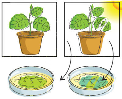 как влияет свет на рост комнатного растения