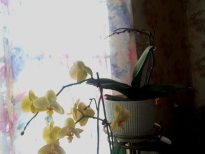 янтарная кислота для орхидей как применять
