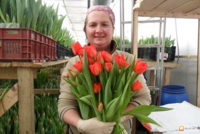 выращивание тюльпанов в домашних условиях к 8 марта