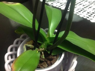 почему у орхидеи опадают бутоны нераспустившиеся причины