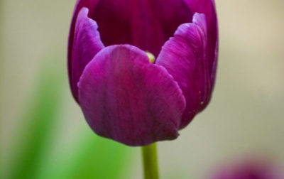 желтые и фиолетовые тюльпаны