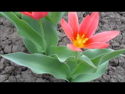 тюльпаны низкорослые сорта