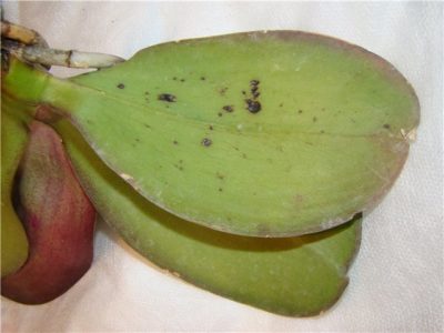 вредители орхидей фаленопсис