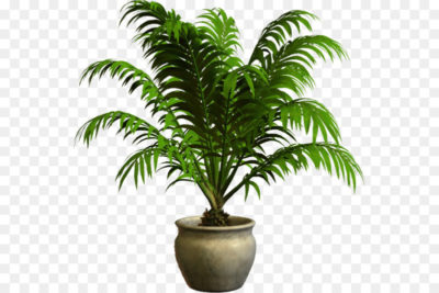комнатные пальмовые растения