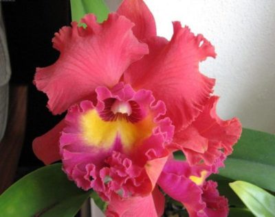 орхидея каттлея уход в домашних условиях