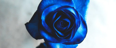 есть ли в природе синие розы