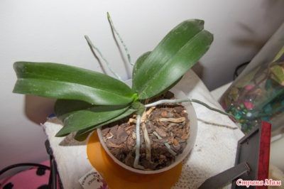 как пересадить отросток орхидеи