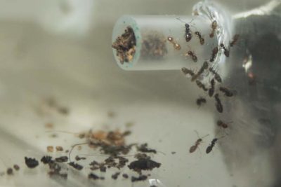 муравьи на пионах как избавиться