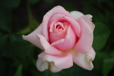 французские розы сорта