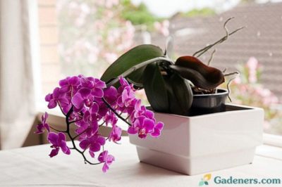 сколько живут орхидеи в домашних условиях