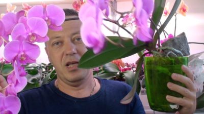 как пересадить цветущую орхидею