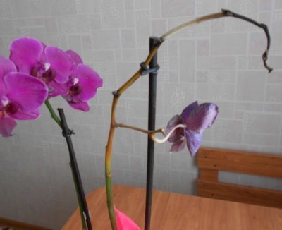 как ухаживать за орхидеей в горшке купленной