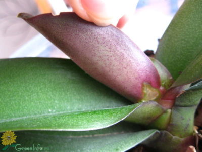 почему у орхидеи трескаются листья