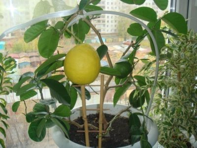 как вырастить лимон из косточки