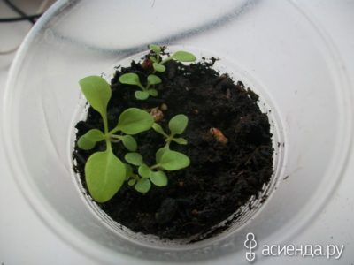 петуния выращивание из семян