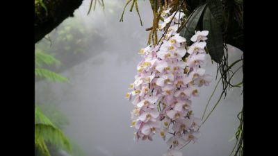 орхидея фаленопсис в природе