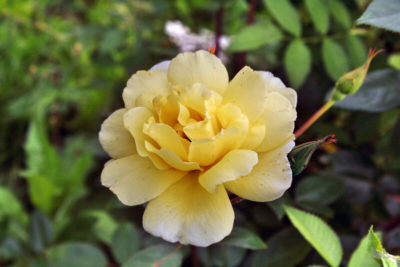 желтые почвопокровные розы