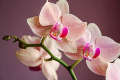 сколько видов орхидей