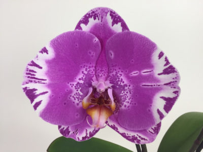 сорта орхидей фаленопсис