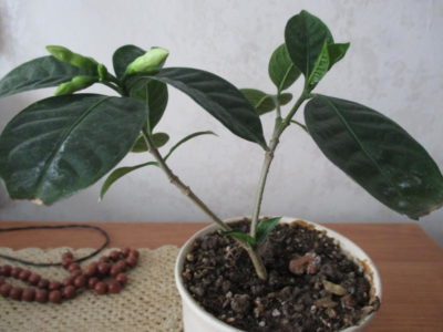 комнатное растение кофе арабика