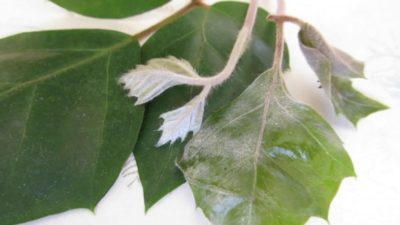 белый налет на листьях комнатных растений